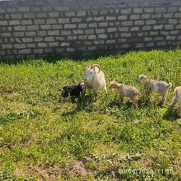 cins keçilər: Rus keçisi 4 balası var ot yeyirler südlü heyvandi ünvan Masdaga — 5