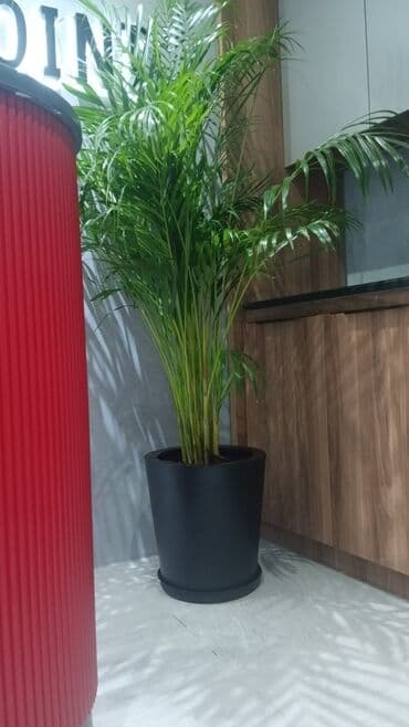 саженцы малины тарус: Qazon landşaft #qazon #torf #torf250litrlik Ekolayf #ekolayf balaken — 10