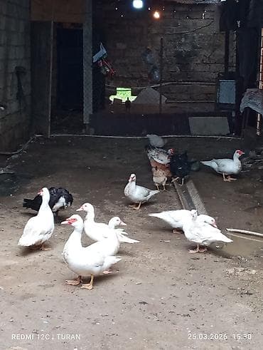 yaşılbaş ordək: 5Dişi 4erkəy Tam sağlam Ördəklərdi Hamsi bir yerdə 180manat — 3