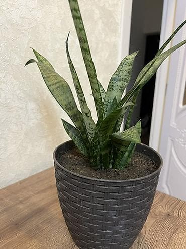 dekor guller: Sansevieria – otaq bitkisi - Növ: Sansevieria trifasciata zolaqlı — 3