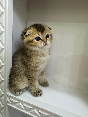 sotland pişik: Şotland — 4