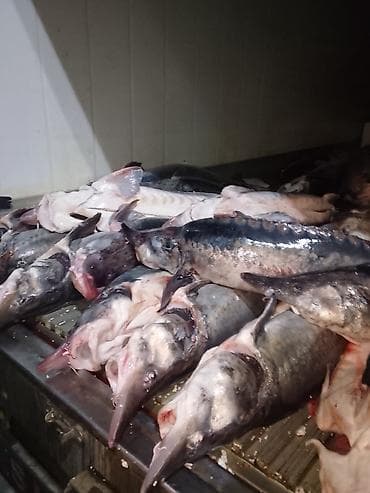 Mürəbbələr: Təzə balıq – iri ölçülü nümunələr Məhsul haqqında: - Şəkillərdə — 7