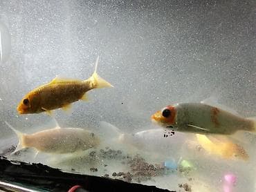 akvaryum baliqlari: Koi, Sülhsevər — 2