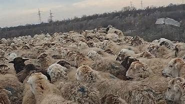 Грызуны: Самка, лет: 1, 50 кг, Для разведения, Самовывоз — 10