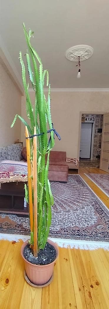 pişik şəkilləri çəkmək: Dekorativ, hündür sukkulent/kaktus tipli otaq bitkisi. Uzun, dik — 2
