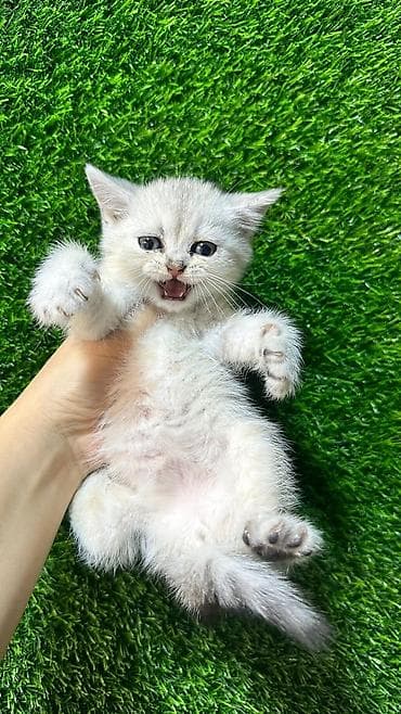 pişik pers: Британская — 7