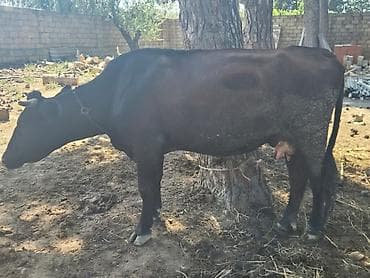 TƏCİLİ SATILIR. 2 aylıq boğazdı 15 L süd verir, 3 cü qarındı aşağı