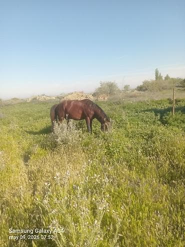 pony atlar: Erkək, il: 5, Ünvandan götürmə — 7