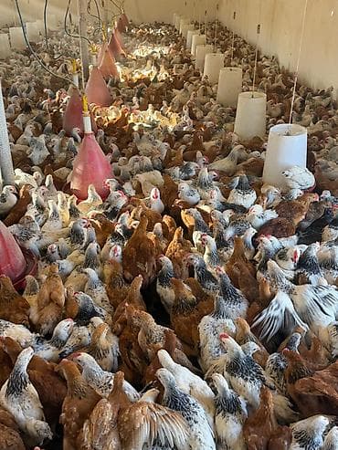 Satış: əti-yumurta yönümlü kənd toyuqları (qarışıq rənglər: ağ-qara — 8