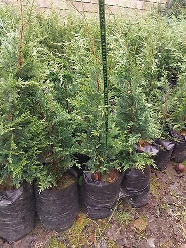 bitki toxumlari: Leylandra şitilləri – həmişəyaşıl, sürətlə böyüyən dekorativ — 4