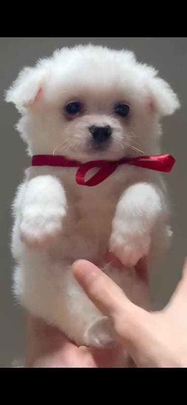 Şpitz, Sənədli, Ünvandan götürmə