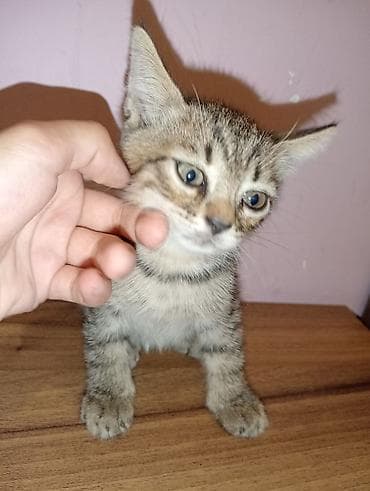 Dişi, Yaxşı əllərə, Ünvandan götürmə lalafo.az -da Dişi, Yaxşı əllərə, Ünvandan götürmə