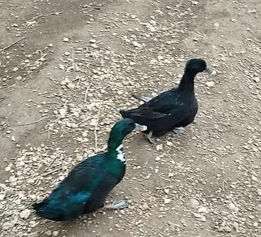 tap.az it satisi: 2 ədəd ərkək dişi iksi birlikdə satılır . Təmiz kayuqadı — 3