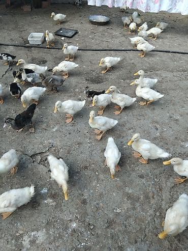 lal ördək balasi: Məhsul: Ordey 2 ayliq yalniz ag rengli olanlar satilir. 1-i 6 azn Tek — 1