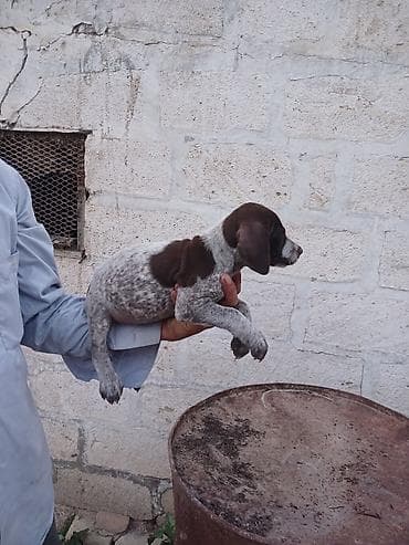 cins qazlar: Alman qısatüklü ov iti balası (German Shorthaired Pointer) – — 3