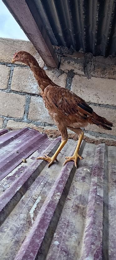 Xoruz, il: <1, Ödənişli çatdırılma, Rayonlara çatdırılma — 2