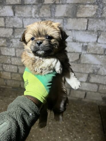 Alfa Romeo: Pekines — 3