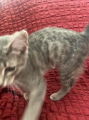 pişik: Dişi, Yaxşı əllərə, Ünvandan götürmə — 3