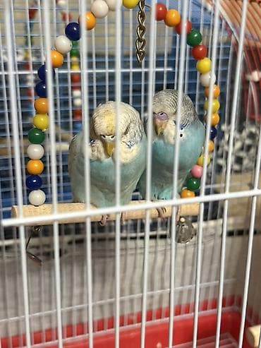 tutuquşlar: Məhsul: Cüt dalğalı tutuquşu (budgerigar) və qəfəs dəsti Təsvir: - — 2