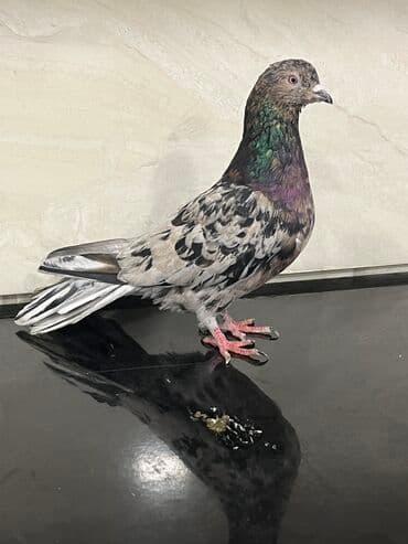 Əbrəş erkek tutulma