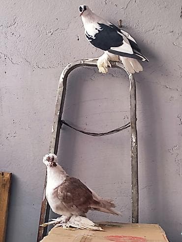 Ən ideallardan biri göyərçinlər satılır barter edilir toyuq xoruz və s