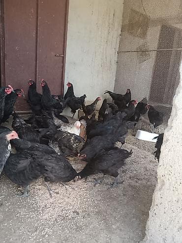 heyvanlar və balaları: 70 eded var hamısı birlikdə satılır astroloq sortudu — 2
