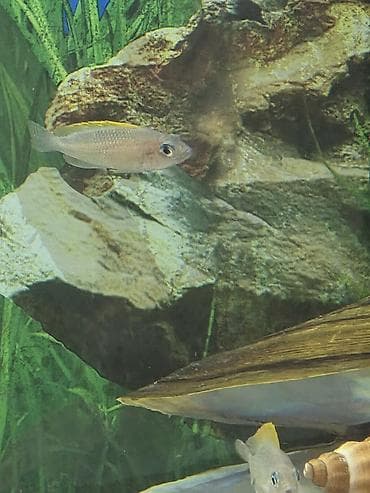 Gəmiricilər: Tanqanika baliklari hamsi birlikdə satlir 16 dənə Yekədirler — 5