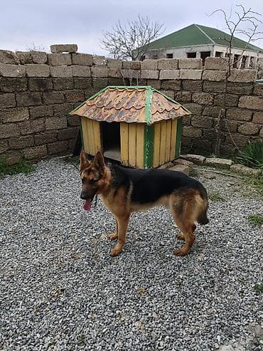 Alman çoban iti, Peyvəndli lalafo.az -da Alman çoban iti, Peyvəndli