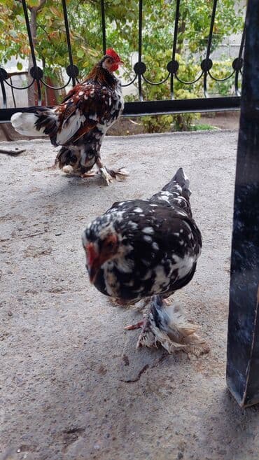 сколько стоит щенок чау чау: Rahibe toyuqlar Bir xoruz bir fere Sekide olur ikisi birlikde 50 — 3