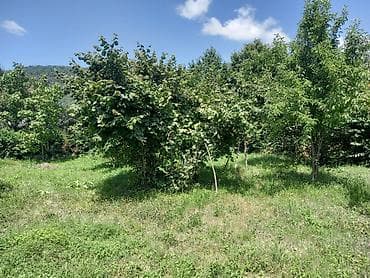 obyektlerin satisi: 11 sot, Kənd təsərrüfatı, Kupça (Çıxarış) — 6