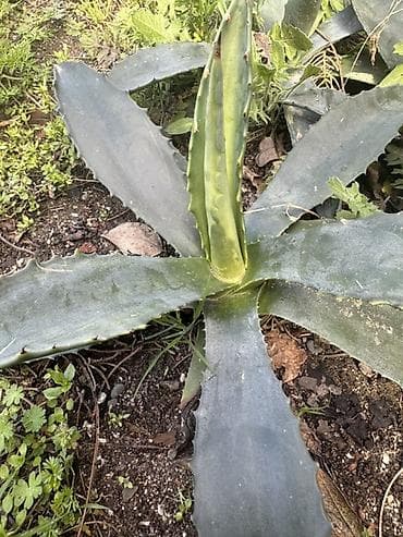 Aqava ) – dekorativ, günə davamlı, az su ilə böyüyən bitki