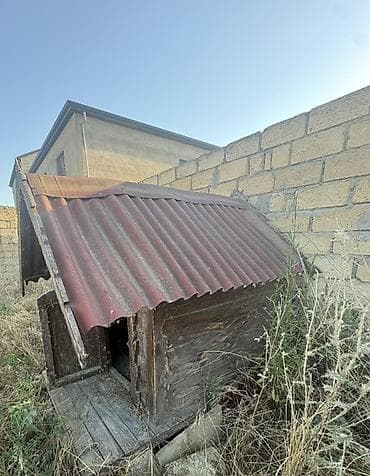 bulduk it: Taxta it evi - Material: tamamilə ağacdan Qeyd: Təmizlənməyə və — 2