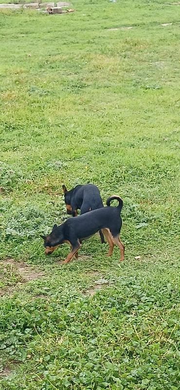 ov iti satilir: Miniatür pinçer, 7 ay, Erkek — 1