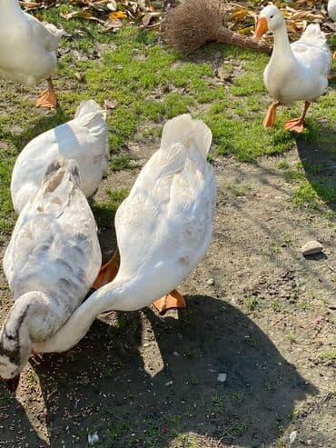 qazlar sumqayıt: Qaz sürüsü – ağ rəngli, narıncı dimdik və pəncəli, sərbəst otlaqda — 4