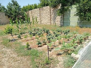 sumqayitda ev: 6 sot, Tikinti, Makler, Kupça (Çıxarış) — 7
