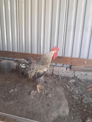 kend colpası: Xarkov xoruz.Təmiz qan Xarkovdu. Tam sağlamöz həyətimin — 2