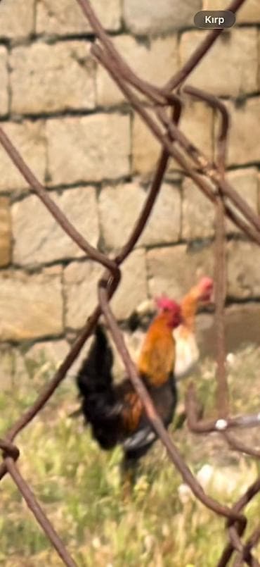 boynu: Məhsul:Xoruzlar
1 ededi 20 manat
saglam heyvanlardir — 6