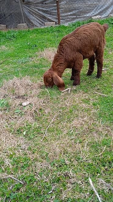 it adlari disi: Salam Çəpiş 3aylıqdır Naturalnı Hələpdir — 1