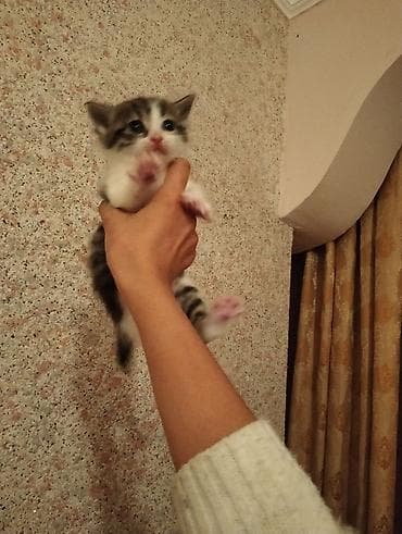 pişik yuva: В добрые руки — 1