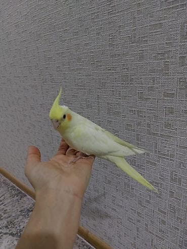 Növ: Nimfa tutuquşusu (Cockatiel), rəng – açıq sarı/alo (yanaqlarda