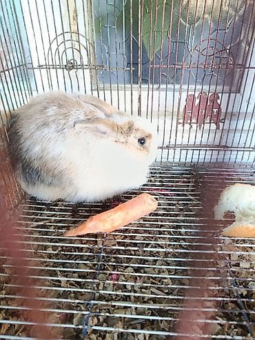 dovsan yuvasi: Ev dovşanı – sevimli, xırda ölçülü dekorativ cins Xüsusiyyətlər: - — 3