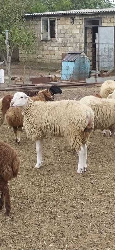 Erkək, Qala, il: 1, 95 kq, Damazlıq, Südlük, Ətlik, Ünvandan götürmə