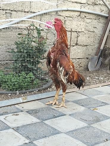dana adları: Xoruz, Heyratı, il: 4, Ünvandan götürmə — 2