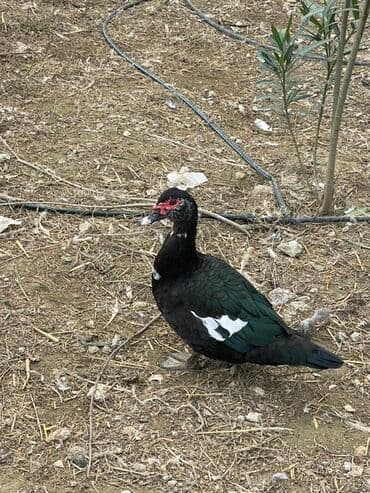 lal ordəklərin satışı: Zumrudu lal ordeyi satilir 12 eded 2 ay 10 gunluk zumrudu birde anaş — 1