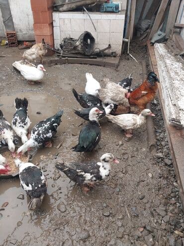 yumurta qoyan heyvanlar: Erkək, | Lal ördək, Ətlik — 7