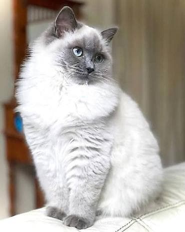 pulsuz pişik: Britan, Dişi — 2