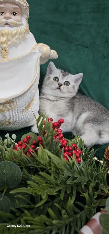 balaca pisik satisi: Qızıl şinşilla, Erkək, Dişi, Ünvandan götürmə — 9