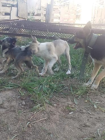 husky it: Balaca it balaları afcarkanin qarışıqi — 2