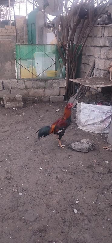 Yemlər: Heyratı beçə satılır təzə təzə aylır viddi hündür beçədi. - Növ — 3