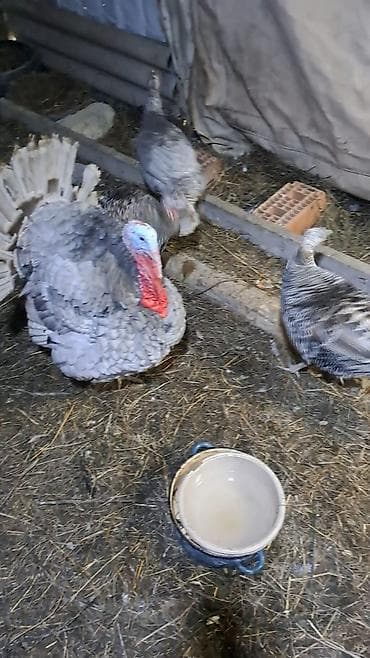 keci seki: Hinduşka sürüsü satılır – müxtəlif rəng və ölçülərdə. Şəkillərdə həm — 6